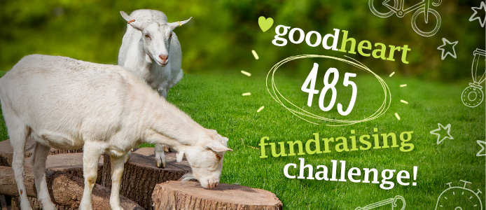 Goodheart 485 Fundraising Challenge!